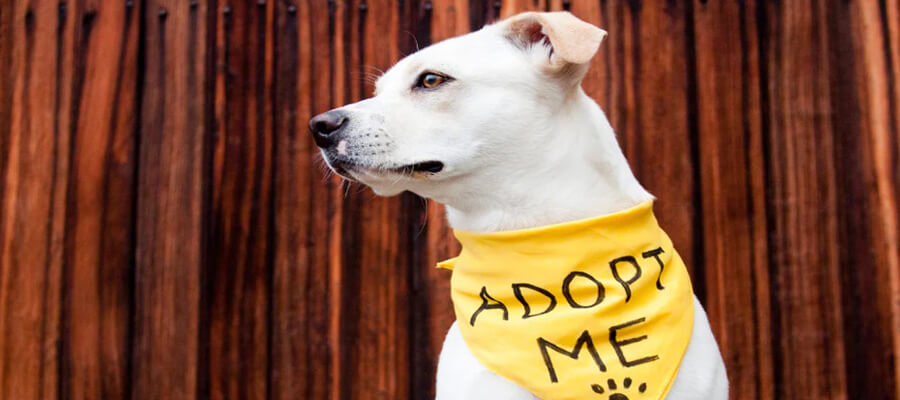 What to Expect When Adopting an Older Dog